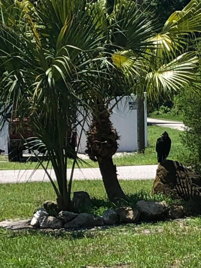 Cozy Cottage River House Weeki Wachee Eksteriør billede