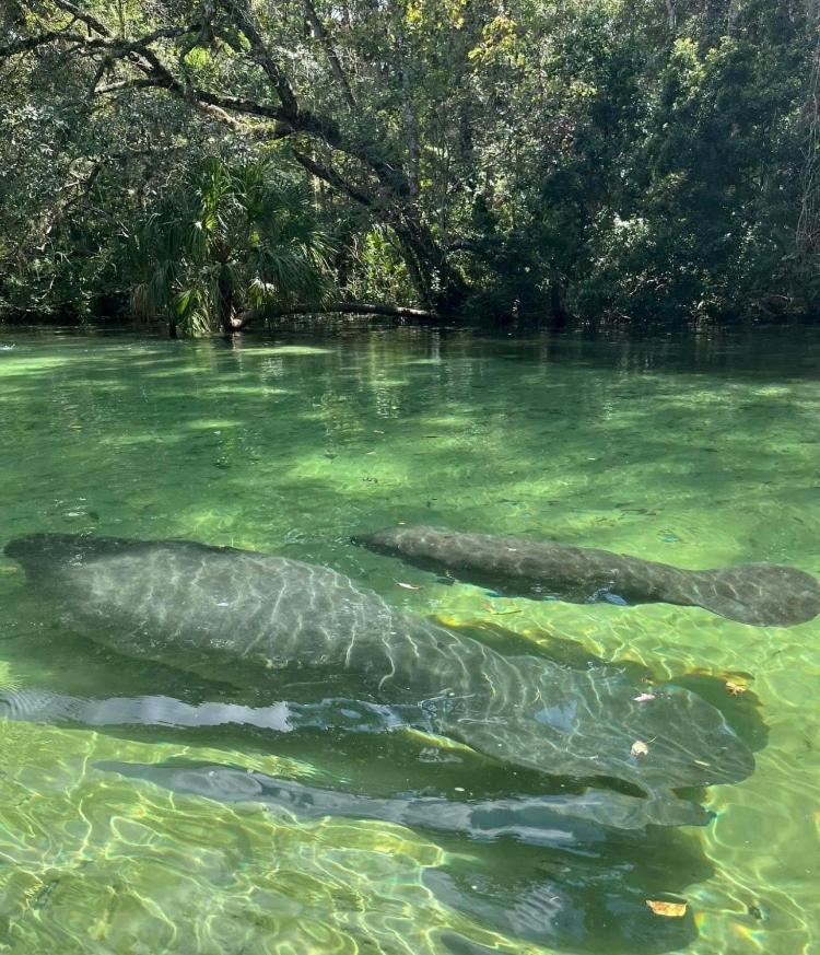 Cozy Cottage River House Weeki Wachee Eksteriør billede